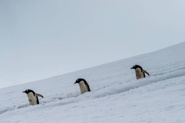 istock Gentoo colony at Danco Island 2153451365