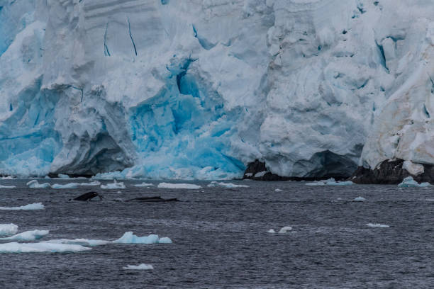 istock Antarctic landscape with a diving whale 2153451367