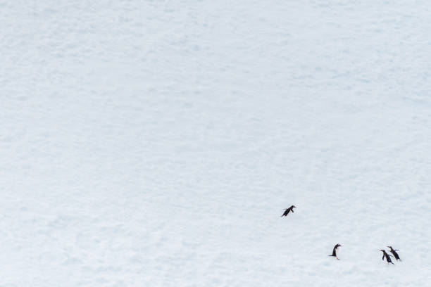 Four Gentoo Penguins -Pygoscelis papua- standing on an iceberg in the Lemaire channel, Antarctic peninsula