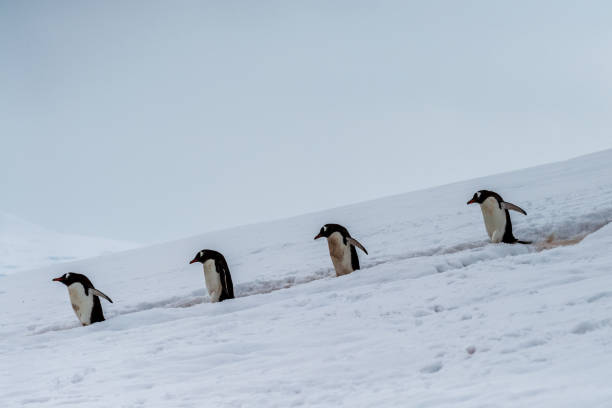 istock Gentoo colony at Danco Island 2153451372