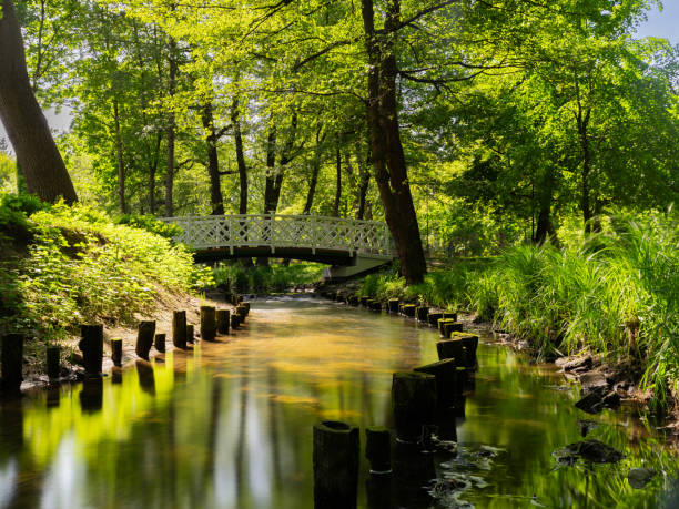 istock Bridge over the river in Sopot Park on a sunny day 2153451483