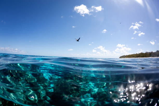 Tropical reef with bird flying near a tropical island