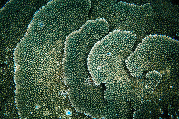 Layers of colored tropical reef plate coral
