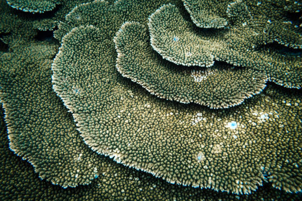 Tropical reef plate coral photographed on the southern Great Barrier Reef