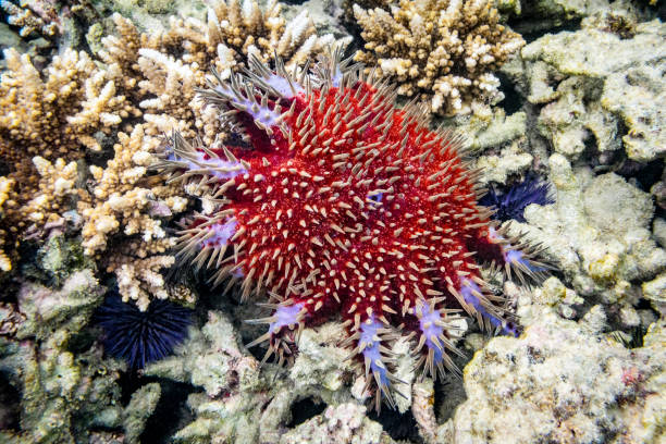 Close-up of a colorful Crown-of-thorns starfish feeding on corals. Its exclusive food is polyps of hard corals. This species is one of the largest starfish in the world. Unlike typical starfish, it does not have five-fold symmetry - they have up to 21 arms. It is covered with long, sharp poisonous spines. The photo was taken on the coral reef of Mauritius.