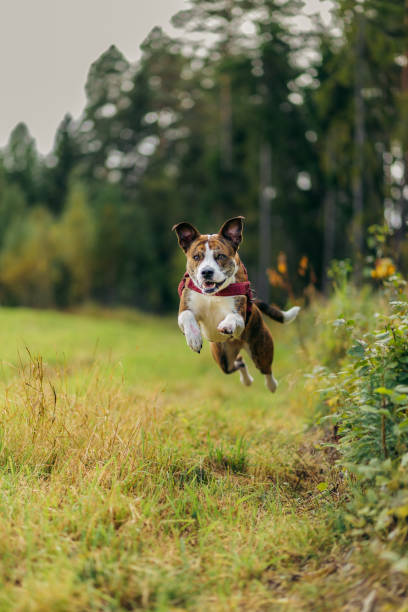 istock Mixed breed dog jumping in grass 2153454562