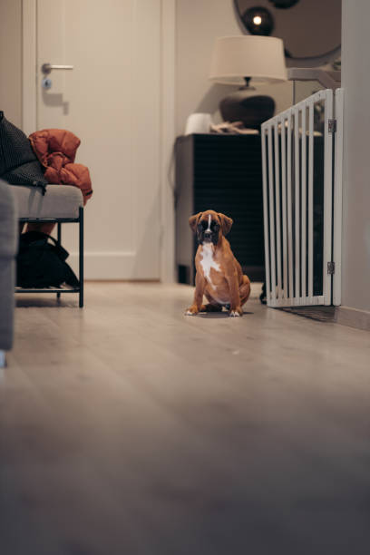 istock Boxer puppy sitting and looking into camera 2153454762