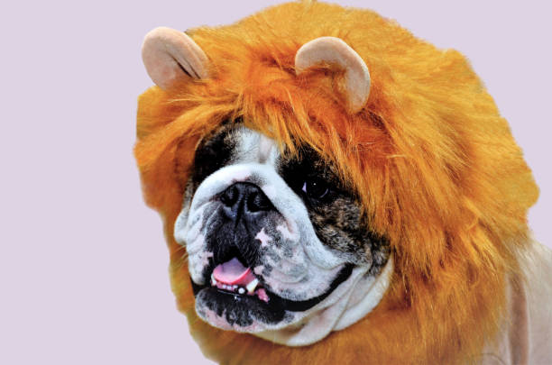 istock An English bulldog dressed as a lion 2153455184
