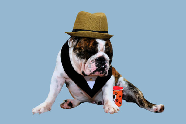 istock Pug lioness barking at jungle party 2153455197