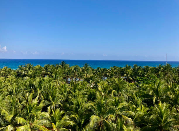 istock Palm Trees with Blue Sky and Oceanview 2153455868
