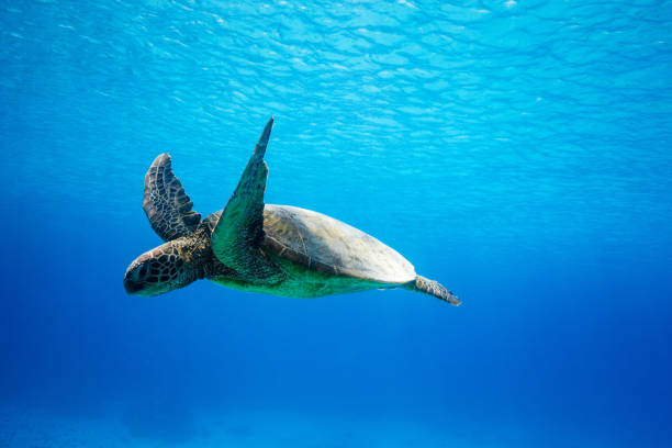 Beautiful green sea turtle swimming in azure blue deep tropical water