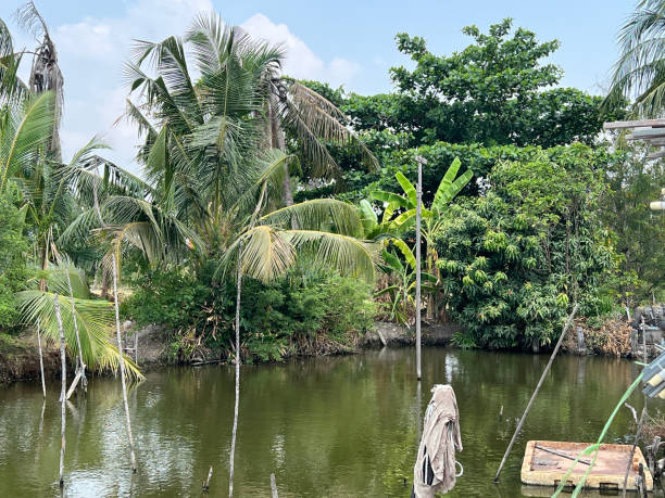 istock fish pond in country Thailand 2153457436