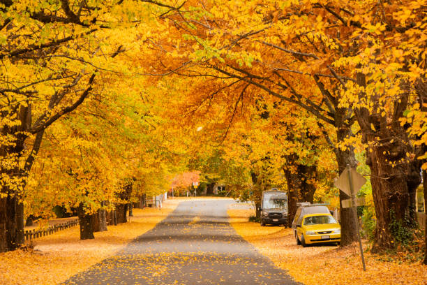 Colorful autumn foliage covering the road.