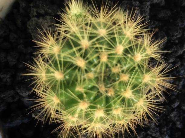 istock The photo of Cactus from above 2153461782