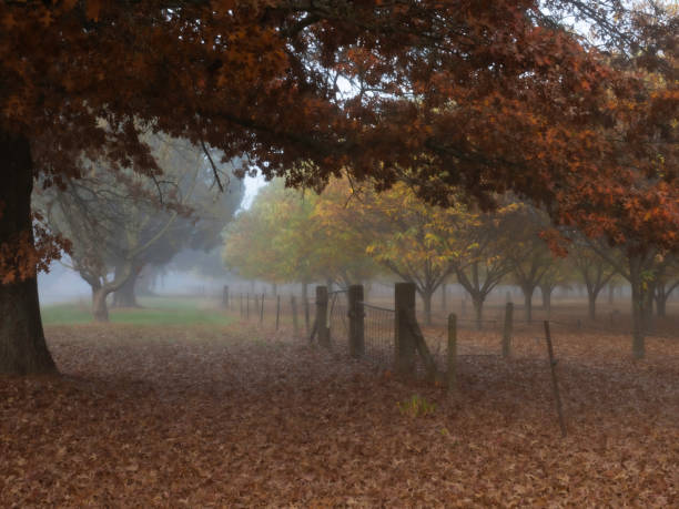 Autumn chestnut trees on a foggy morning in the Buckland Valley Victoria