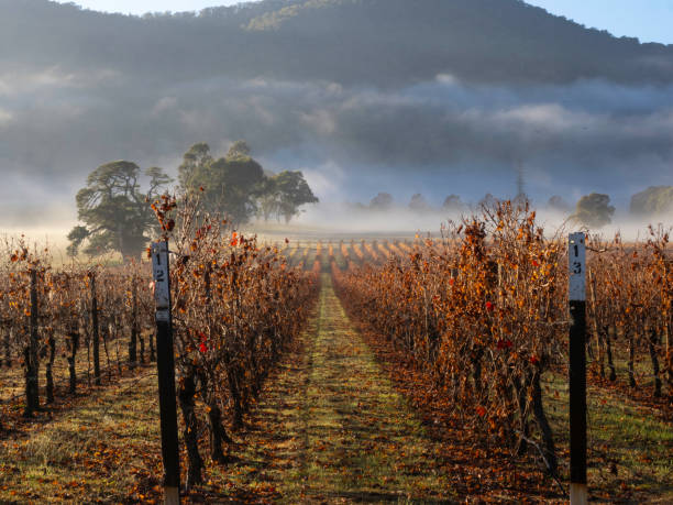 istock Foggy morning light on autumn vineyard 2153464883