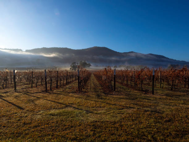 istock Foggy morning light on autumn vineyard 2153465009