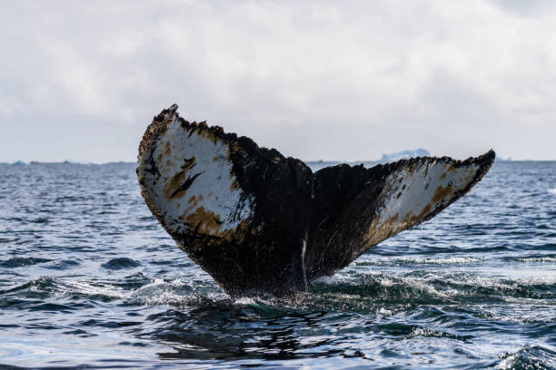 istock Tail of a humpback whale in the Antarctic 2153465294