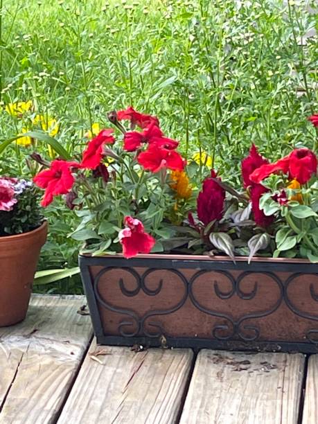 istock Flowers in the Indiana summer 2153465436