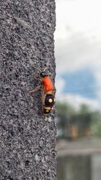 istock Insect,kind of bee 2153465654