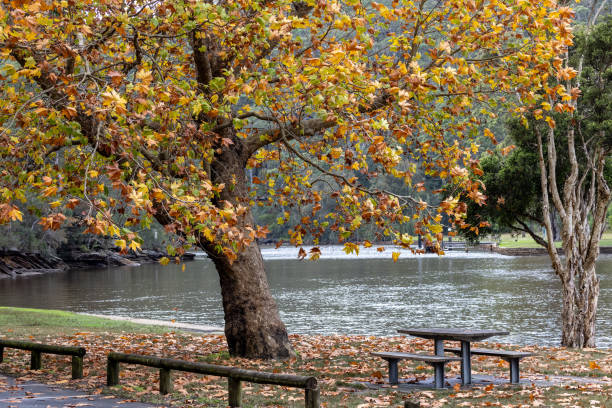 Autumn leaves and picnic area, Royal National Park Sydney Australia