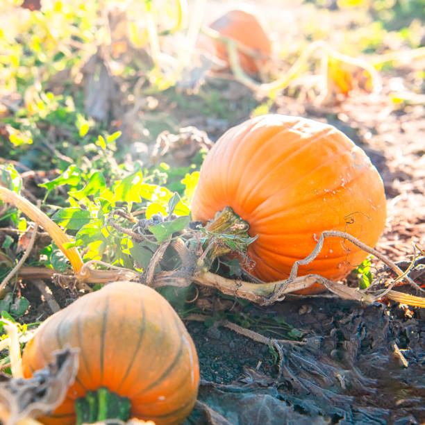 istock Pumpkin in field in October on the fine at sunset symbolizing fall and Halloween 2153467439
