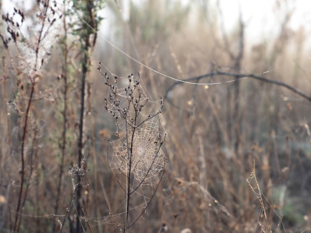 istock Spiderweb in morning light and grasses 2153467804