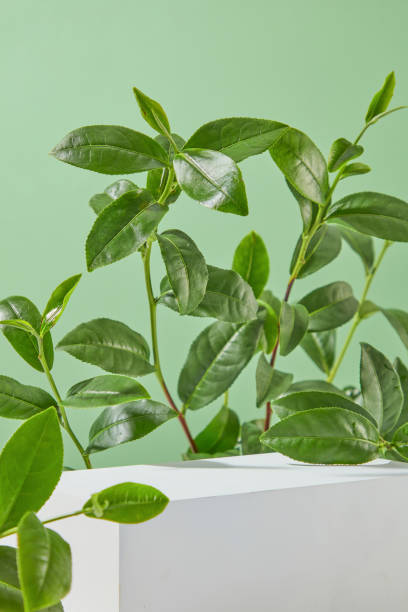 istock A white empty podium is placed in the middle of the frame on a light green background with many decorative green tea branches around it. Green tea has many benefit for both health and skin 2153468668