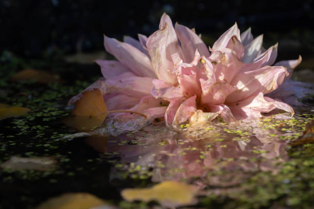 An ethereal image of a decaying pink dahlia with a clear reflection in still pond water, amongst other debris.