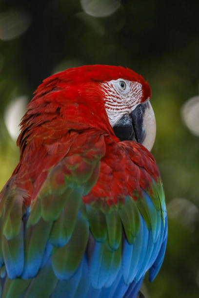 Close up the red macaw parrot bird is sleep in garden