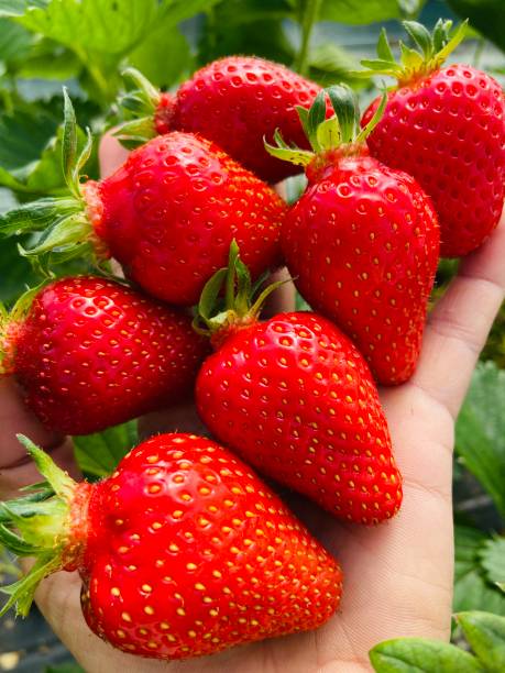 Harvest delicious strawberries