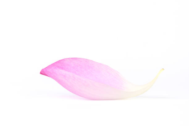 Waterlily in macro
