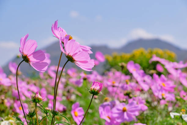 istock Pink cosmos flower with blue sky and cloud background 2153475495