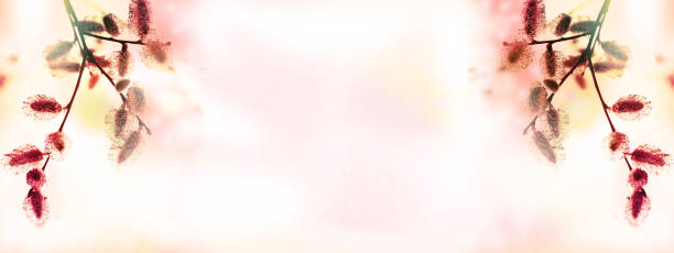 istock Close up pussy willow branches background . Spring easter pussy willow branches . Soft pink toned. Colorful nature. 2153476364