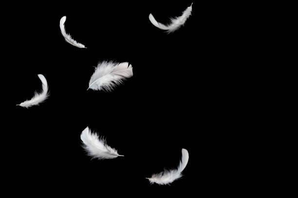 istock Abstract White Bird Feathers Falling in The Air. Floating Feathers. Softness of Feather on Black Background. 2153476384