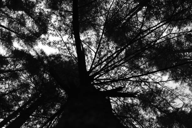Looking up into the sky through dense trees in woods.
