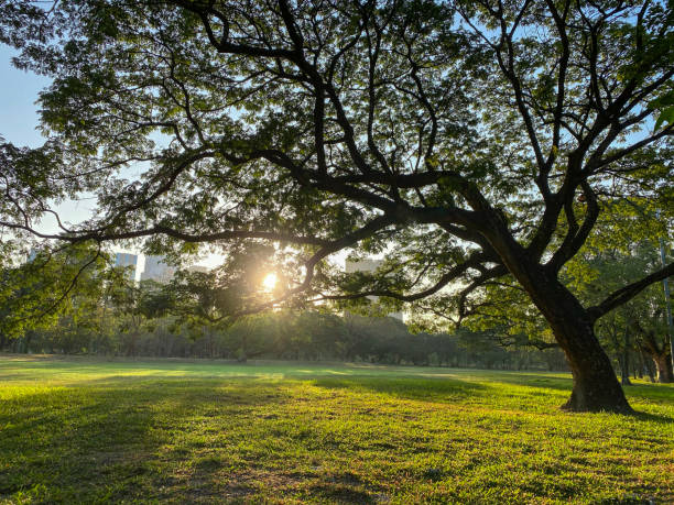 istock A serene park scene with sunlight filtering through the branches of a large tree, casting shadows on the green grass. 2153479235