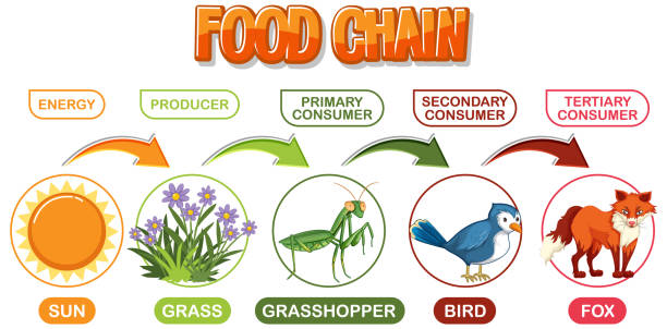 bildbanksillustrationer, clip art samt tecknat material och ikoner med depicts energy flow through a food chain - allätare