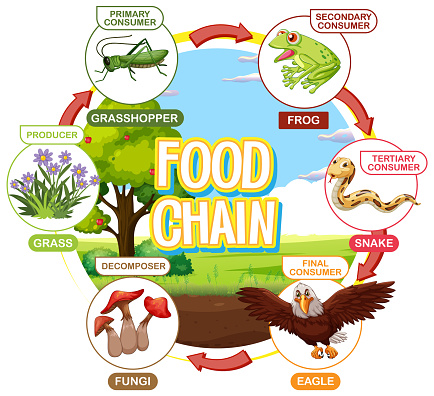 Depicts Food Chain With Various Consumers And Producers Stock Biology Diagrams