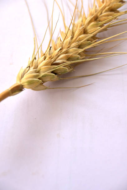 A close-up shot reveals the textured details of a ripe wheat stalk bathed in the golden light of sunset, highlighting the natural beauty of the agricultural scene.