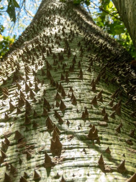 istock Paineira tree trunk covered with thorns. 2153480791