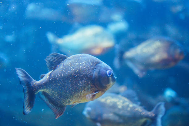 istock Ferocious piranhas swimming in a blue-toned aquarium 2153482490
