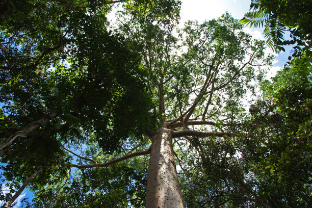 istock Rainforest in Kuranda, Cairns, Australia 2153483890