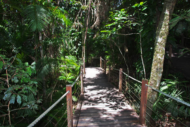 istock Rainforest in Kuranda, Cairns, Australia 2153483928