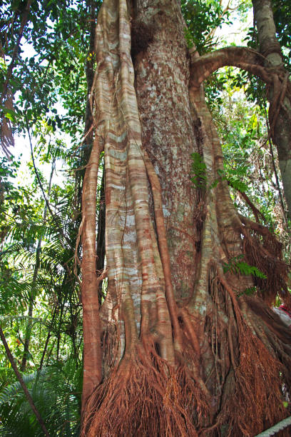 istock Rainforest in Kuranda, Cairns, Australia 2153483980