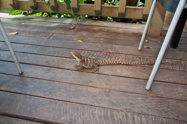 istock Lizard in Kuranda entertainment complex in the mountains, Cairns, Australia 2153484051