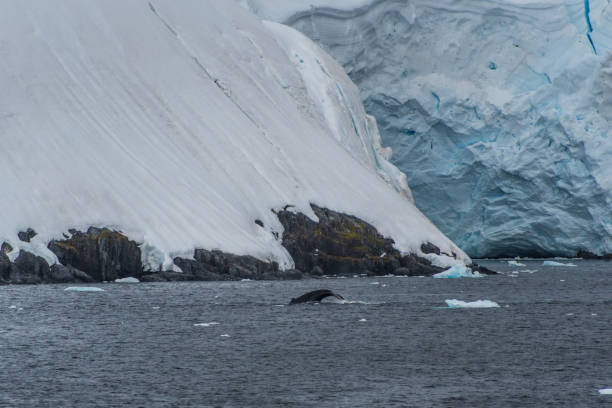 istock Antarctic landscape with a diving whale 2153484803