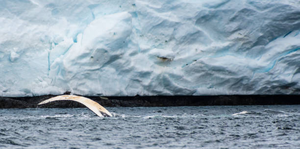 istock Lateral fin of a Humpback Whale 2153484822
