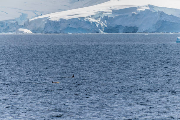 istock Killer whales in the Antarctic 2153484834