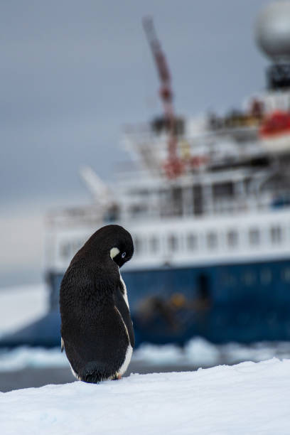 istock Adelie Penguin standing on an iceberg 2153484842